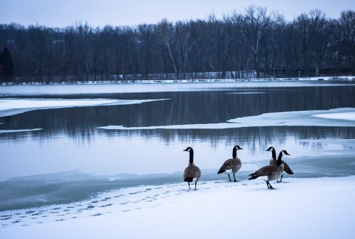 Five geese stand on the snowy shore of a frozen lake, surrounded by a winter landscape of trees and still water.