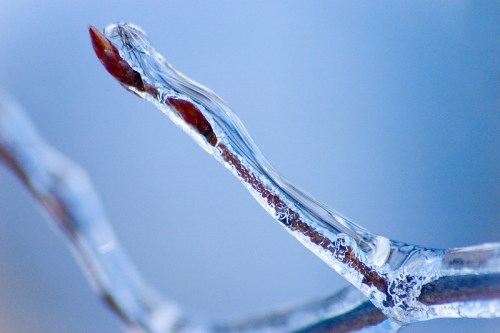 A close-up of a frozen branch with a budding tip encased in ice, set against a soft blue background.