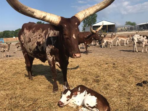 A large longhorn cow stands beside a resting calf in a sunny farmyard with other cattle in the background.