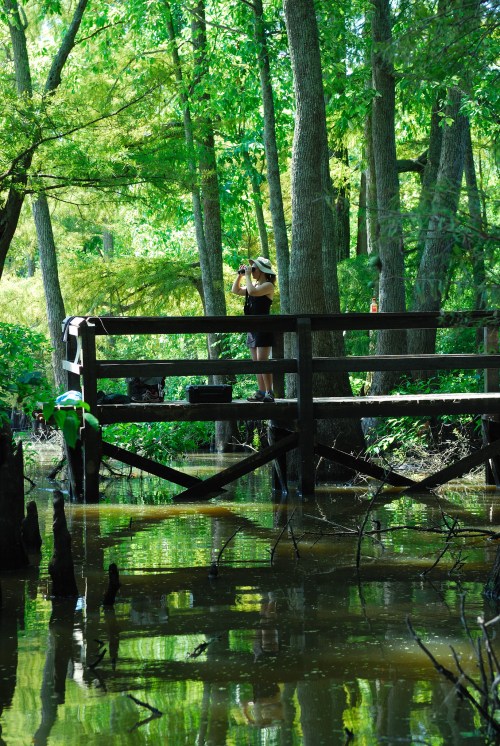 A person stands on a wooden bridge over water, surrounded by lush green trees and reflections in the water.