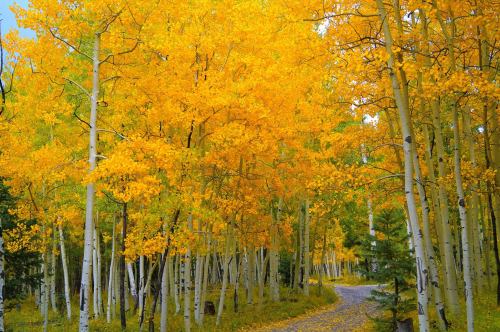 A scenic path through a forest of vibrant yellow aspen trees in autumn.