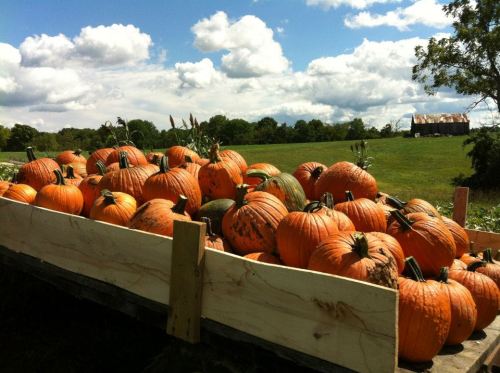 A wooden cart filled with bright orange pumpkins, set against a green field and cloudy blue sky.