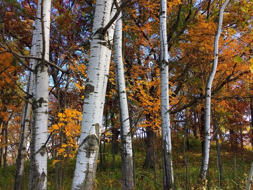 A grove of white birch trees surrounded by vibrant autumn foliage in shades of orange and yellow.