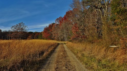 A dirt path winds through tall grass and trees with vibrant autumn foliage under a clear blue sky.