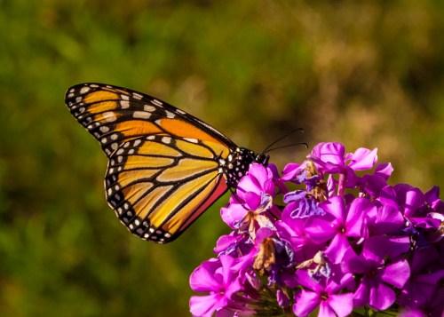 A vibrant monarch butterfly perched on a cluster of pink flowers against a blurred green background.