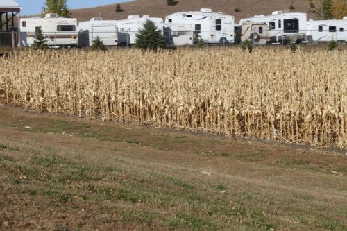 A field of dried corn stalks in the foreground, with parked RVs in the background against a hilly landscape.