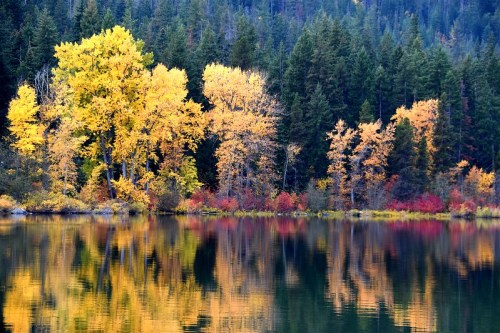Vibrant autumn trees with yellow and orange leaves reflect in a calm lake, surrounded by evergreen forests.