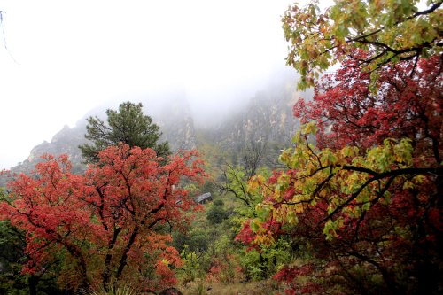 Foggy mountainside with vibrant red and green trees in the foreground, creating a serene autumn landscape.