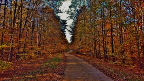 A winding dirt path through a vibrant autumn forest with colorful leaves on trees lining the sides.