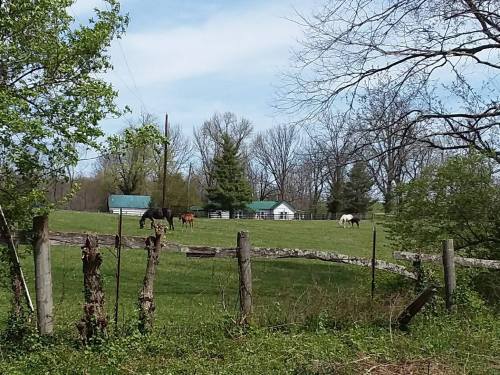 A peaceful rural scene with horses grazing in a green field, a house, and trees in the background.