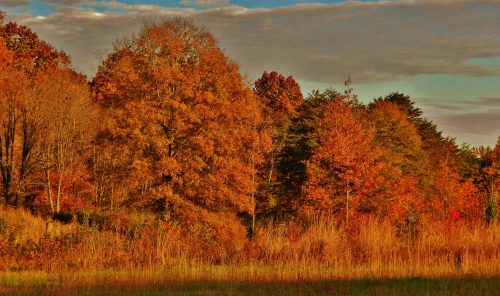 A vibrant autumn landscape featuring trees with orange and yellow leaves against a blue sky and soft clouds.