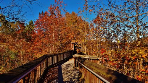 A wooden boardwalk winds through vibrant autumn foliage under a clear blue sky.