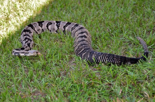 A large snake with black and brown stripes slithering across green grass.