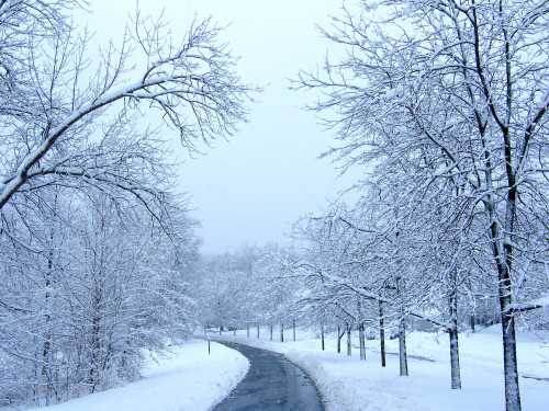 A snowy landscape with bare trees lining a winding path, creating a serene winter scene.