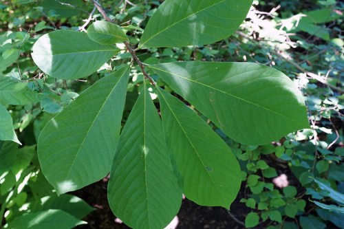 Close-up of large, green leaves with prominent veins, surrounded by smaller green foliage in a natural setting.