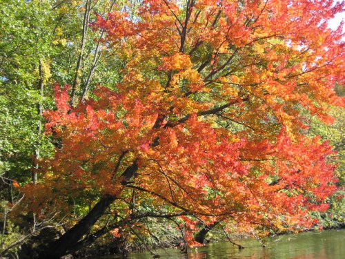 A vibrant tree with red and orange leaves reflects in calm water, surrounded by green foliage in a serene autumn setting.
