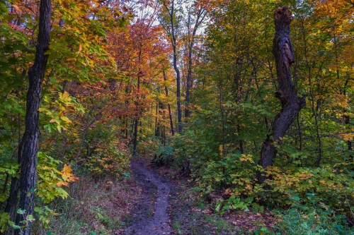 A winding dirt path through a vibrant forest with colorful autumn leaves.