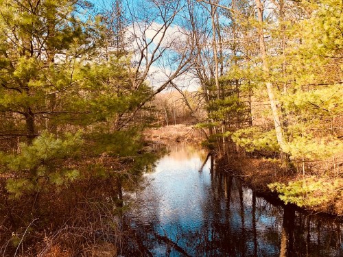 A serene forest scene with a calm stream reflecting trees and a blue sky, surrounded by lush greenery.