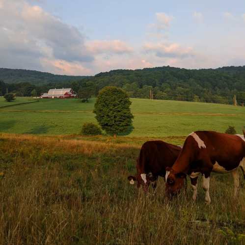 Two cows graze in a green field with a red barn and rolling hills in the background under a cloudy sky.