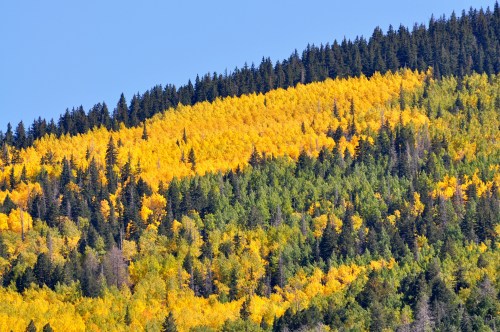 A vibrant hillside with a mix of golden yellow and green trees under a clear blue sky.