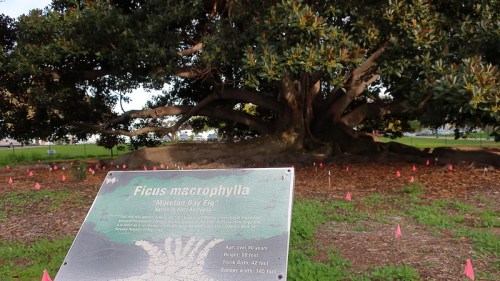 A large Ficus macrophylla tree with a sign detailing its information, surrounded by small flags in the grass.