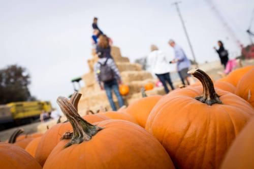 A close-up of orange pumpkins in the foreground, with people and hay bales in the background at a pumpkin patch.