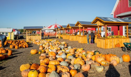 A vibrant pumpkin patch with wooden stalls, colorful pumpkins, and visitors enjoying a sunny day at a farm.