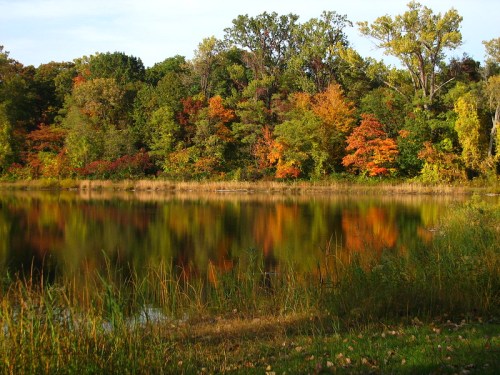 A serene lake reflecting vibrant autumn foliage and trees, surrounded by tall grass and a clear blue sky.