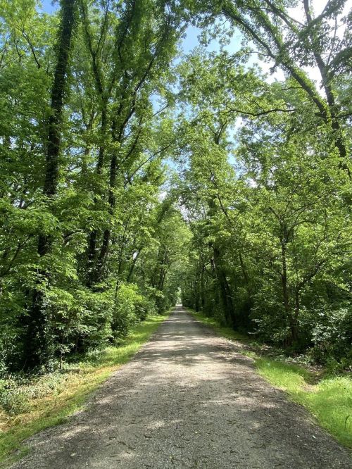 A serene gravel path lined with lush green trees under a bright blue sky.