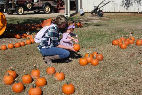 A woman and a child pick pumpkins in a field, surrounded by small orange pumpkins on the grass.
