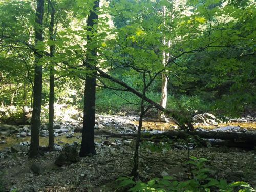 A serene forest scene with sunlight filtering through green leaves, a rocky stream, and trees lining the water's edge.