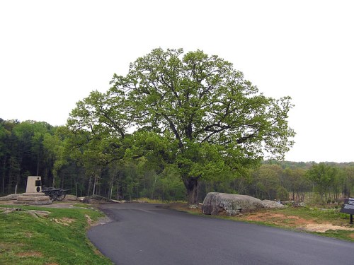 A large green tree stands beside a winding road, with boulders and a forested area in the background.