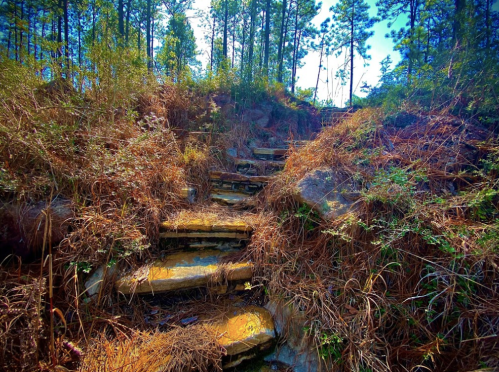 A winding stone staircase surrounded by lush greenery and dry foliage, leading up through a forested area.