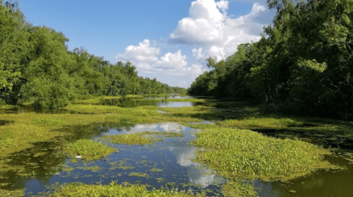 A serene wetland scene with lush greenery, calm water, and fluffy clouds in a blue sky.