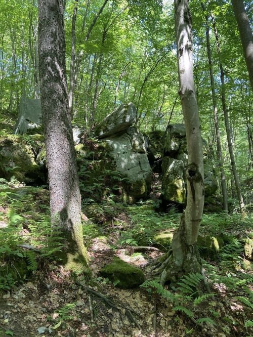 A forest scene with tall trees, lush ferns, and large rocks partially covered by greenery. Sunlight filters through the leaves.
