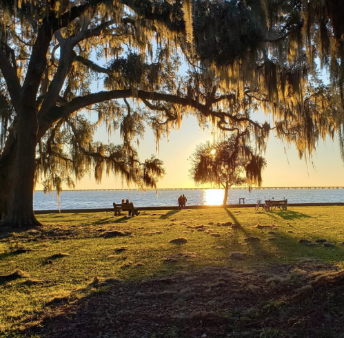 Silhouetted figures sit on benches under a large tree at sunset by the water, with Spanish moss hanging from the branches.