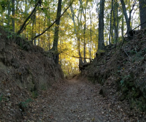 A narrow dirt path winds through a forest with trees displaying autumn foliage and soft sunlight filtering through.