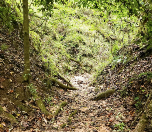 A narrow, overgrown path through a lush, green forest with scattered leaves and tree roots.