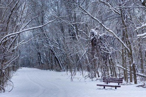 A snowy path through a forest, with bare trees and a wooden bench covered in snow.