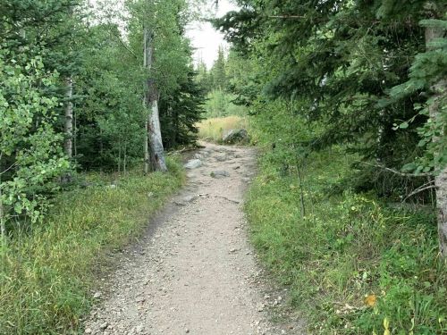 A rocky dirt path winds through a lush green forest with trees and tall grass on either side.