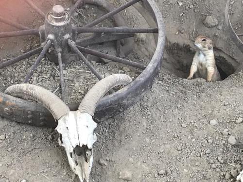 A small animal peeks out from a burrow near a skull and an old wagon wheel in a dusty landscape.