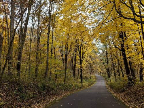 A winding road surrounded by trees with vibrant yellow autumn leaves.