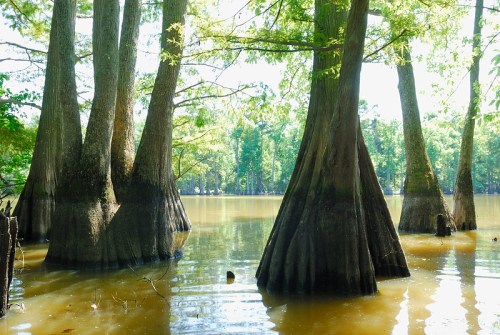 Cypress trees rise from calm water, surrounded by lush greenery and sunlight filtering through the leaves.
