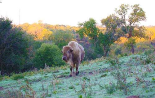 A bison stands on a frosty field with trees and colorful foliage in the background during early morning light.