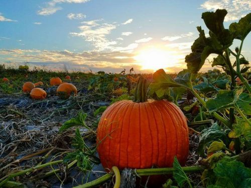 A vibrant orange pumpkin in a field at sunset, surrounded by green leaves and other pumpkins in the background.