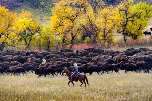 A cowboy on horseback herding a large group of bison through a colorful autumn landscape.