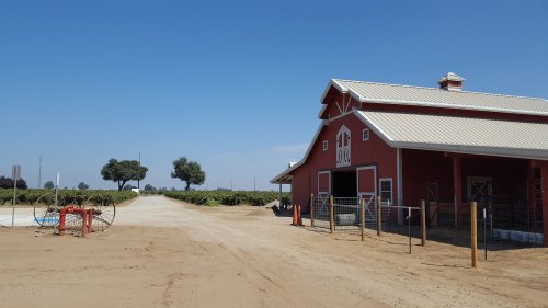 A red barn beside a dirt road, with vineyards in the background and clear blue skies above.