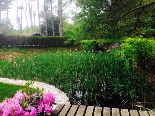 Lush green pond surrounded by tall grasses and pink flowers, with trees in the background and a wooden path in the foreground.