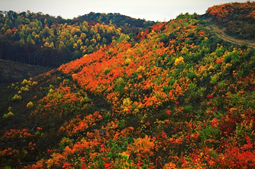 Vibrant autumn landscape with rolling hills covered in orange, red, and yellow foliage under a clear sky.