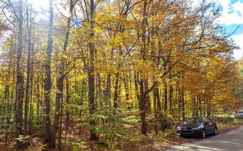 A black car parked beside a vibrant autumn forest with golden leaves and sunlight filtering through the trees.